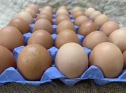 eggs